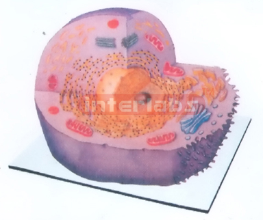 ANIMAL CELL MODEL